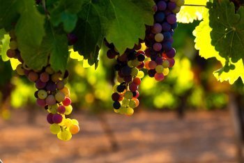 Photo par Jose Alfonso Sierra (unsplash.com)